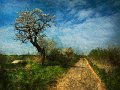 390 - road - DUBIEL CEZARY - poland